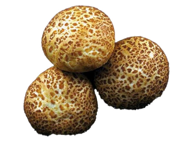 tijgerbol